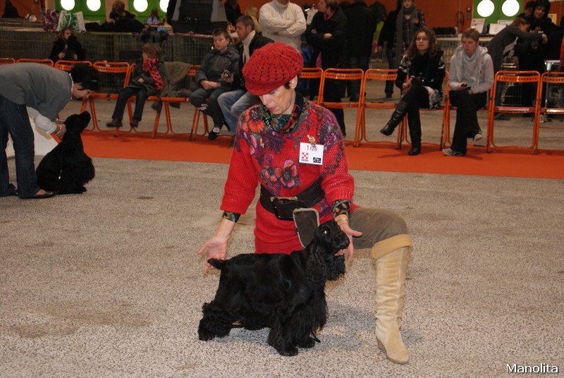 Diamant de la petite pinochere - - 1er Excellent Classe Ouverte