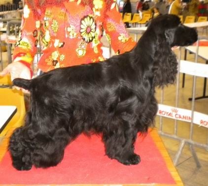 Diamant de la petite pinochere - CAC-CACIB. Meilleur Cocker anglais