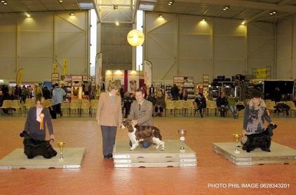 Diamant de la petite pinochere - CAC-CACIB Meilleur Cocker, 2e du Groupe