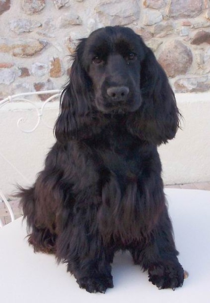 Diamant de la petite pinochere - 2e EXCELLENT