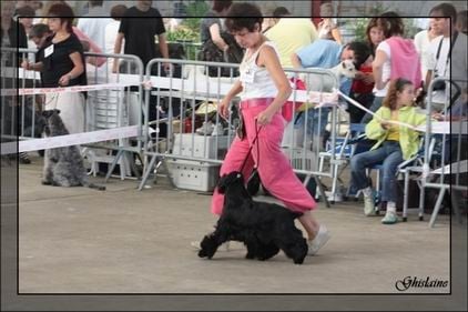 Diamant de la petite pinochere - CAC 1er Excellent Classe Ouverte