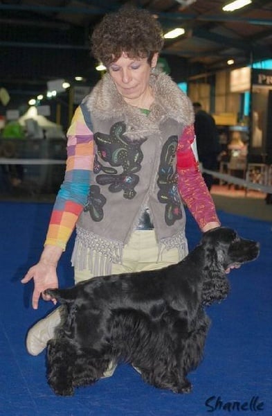 Diamant de la petite pinochere - 1er Excellent CAC-CACIB Meilleur Cocker Anglais 2e du 8e Groupe