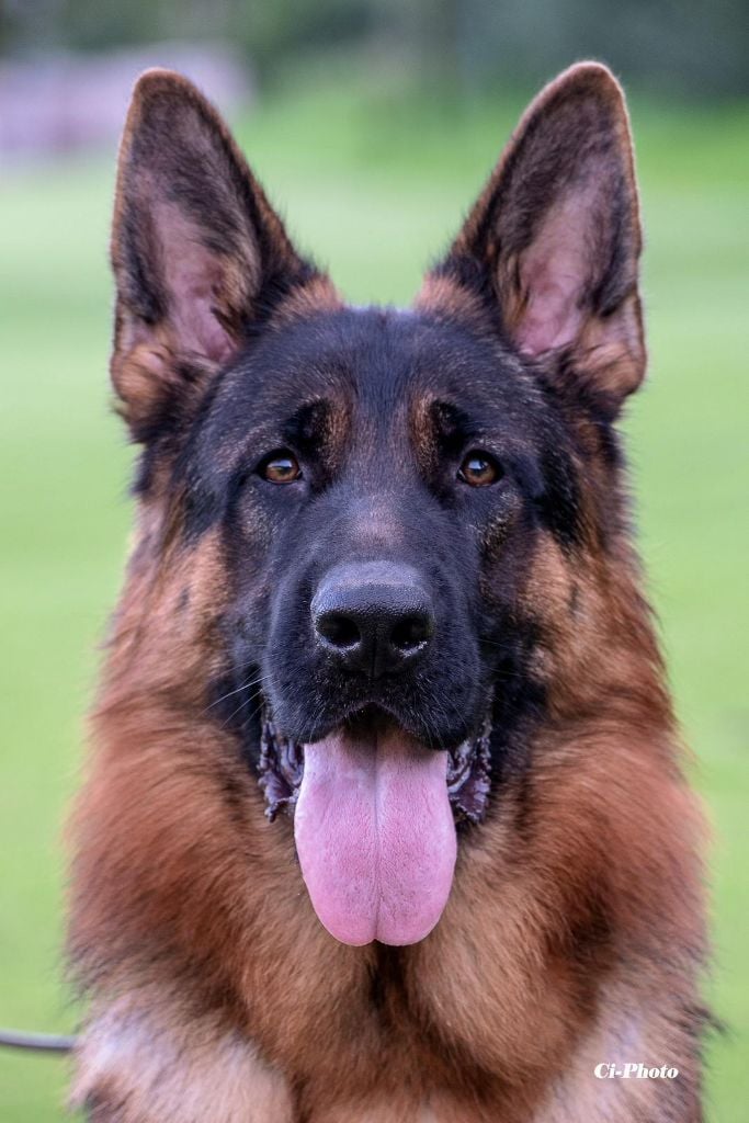 Taco Du Chemin D'Eden