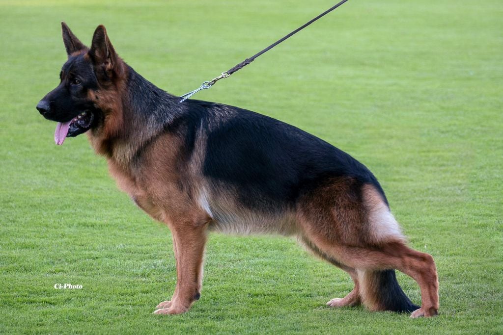 Taco Du Chemin D'Eden