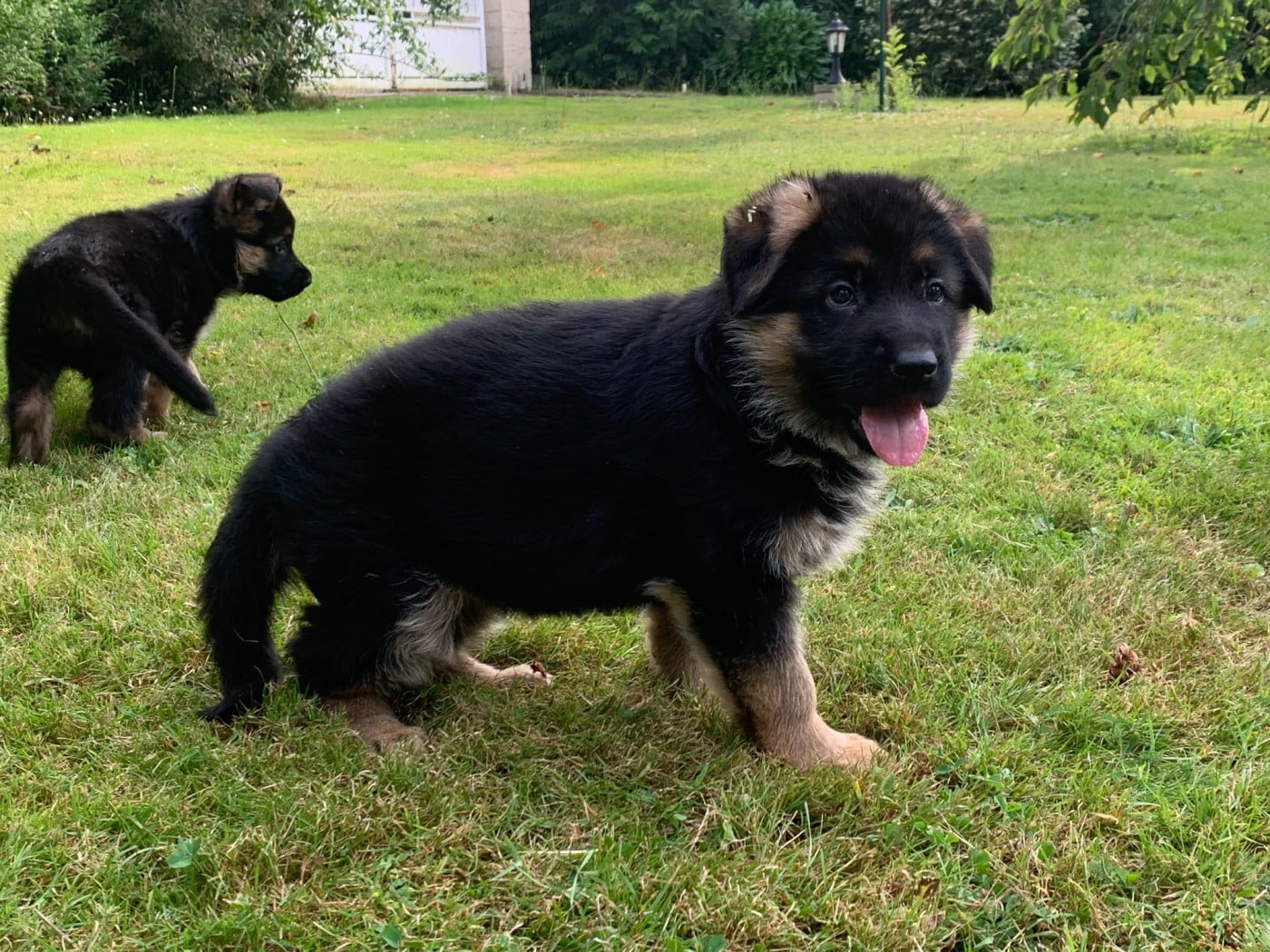 Chiot N°4 - Berger Allemand
