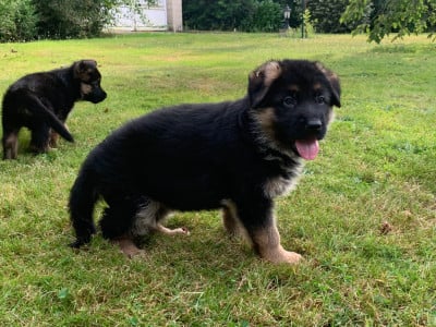 Chiot N°4 - Berger Allemand