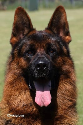 Les chiots de Berger Allemand