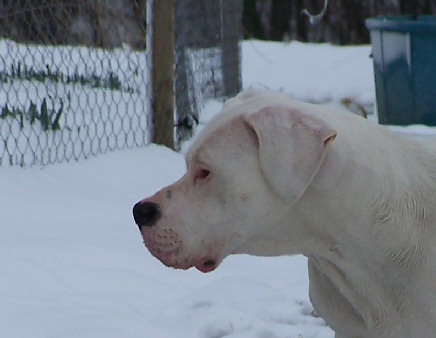 Athéna du moulin des dieux