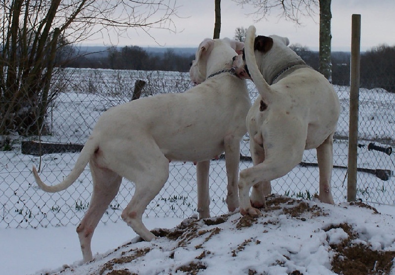 Athéna du moulin des dieux