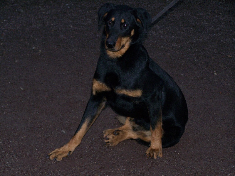 Chipie Des monts de la justice