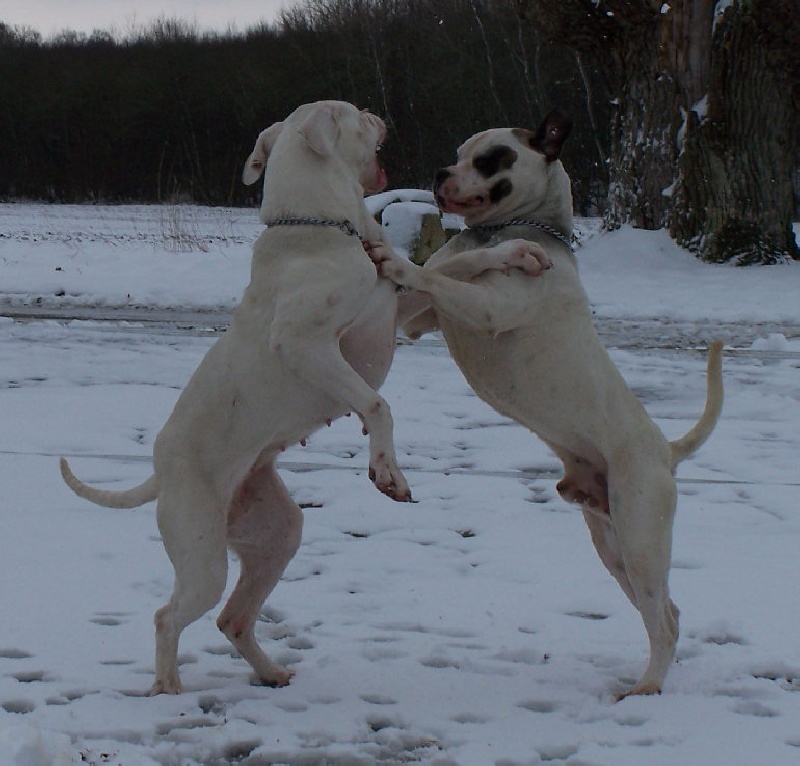 Athéna du moulin des dieux