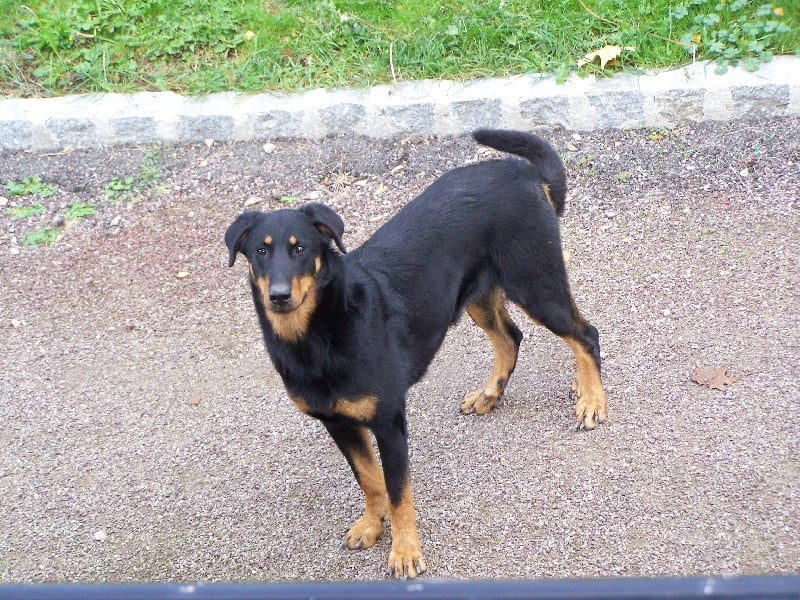 Chipie Des monts de la justice
