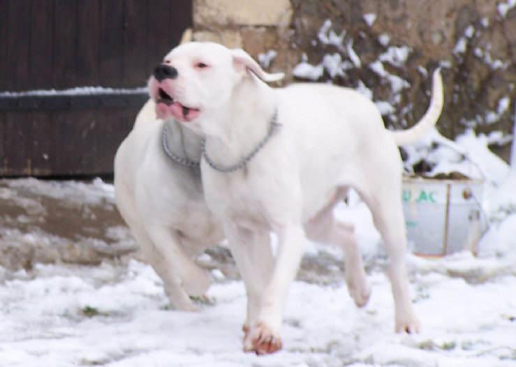 Athéna du moulin des dieux