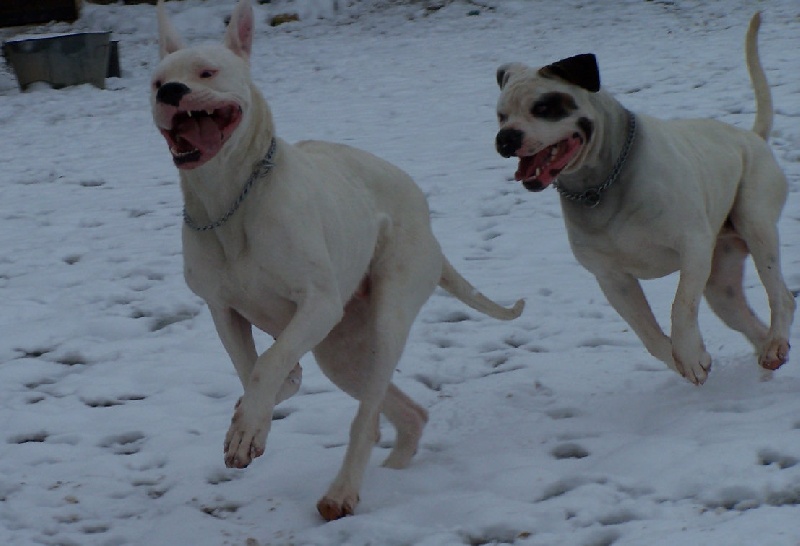Athéna du moulin des dieux