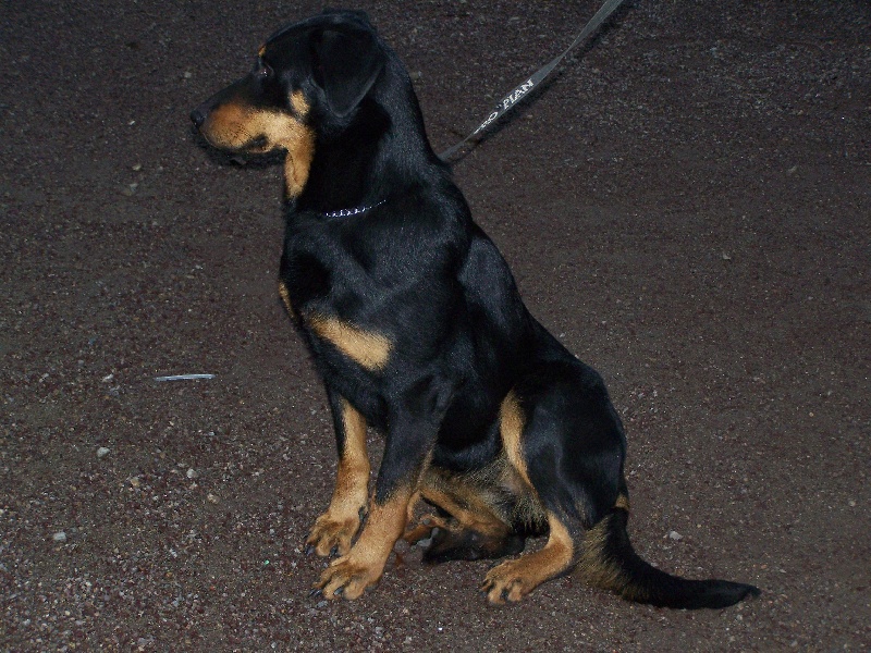 Chipie Des monts de la justice