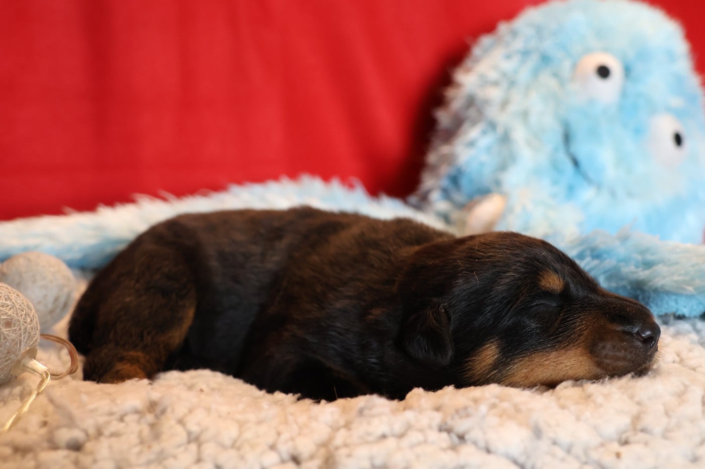 CHIOT 1 noir et feu