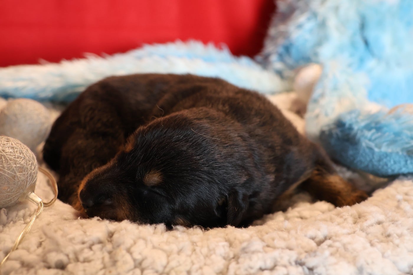 CHIOT 1 noir et feu