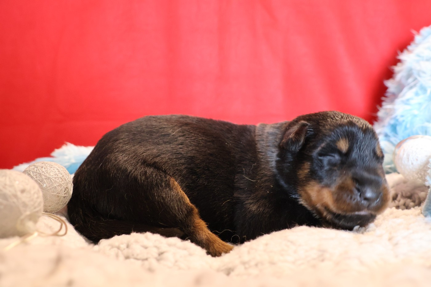 CHIOT 2 noir et feu