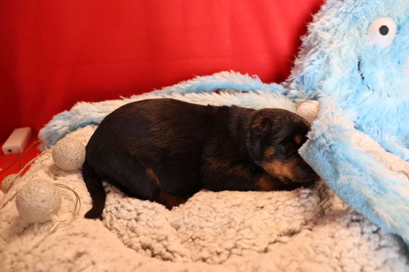 CHIOT 2 noir et feu