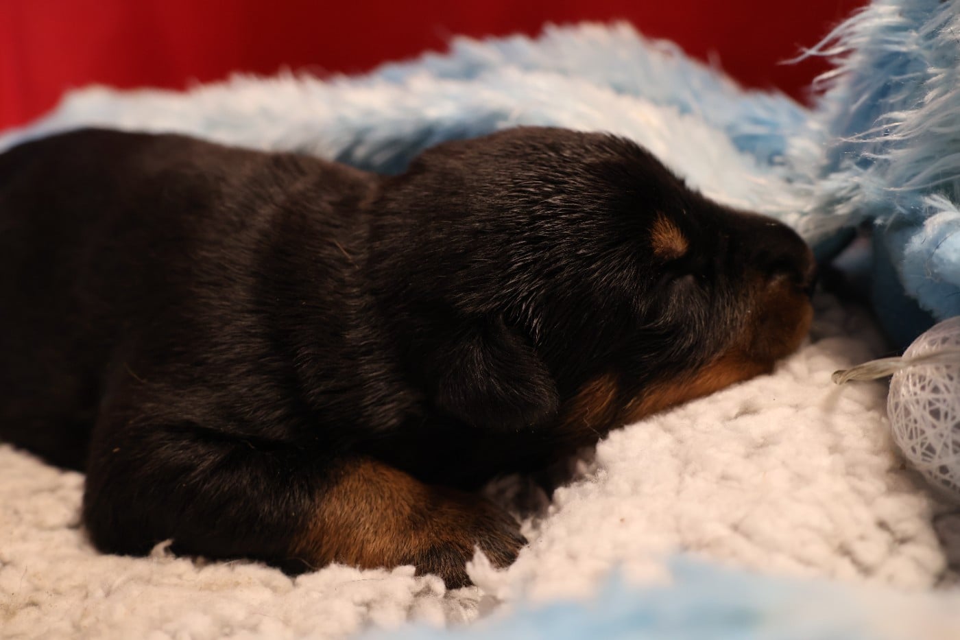 CHIOT 2 noir et feu