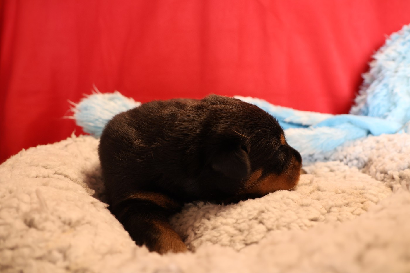 CHIOT 3 Arlequin