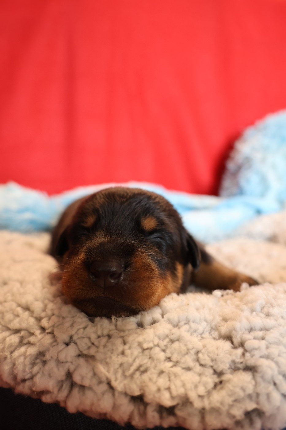 CHIOT 3 Arlequin