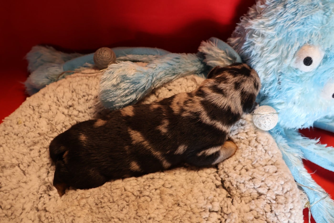 CHIOT 4 Arlequin