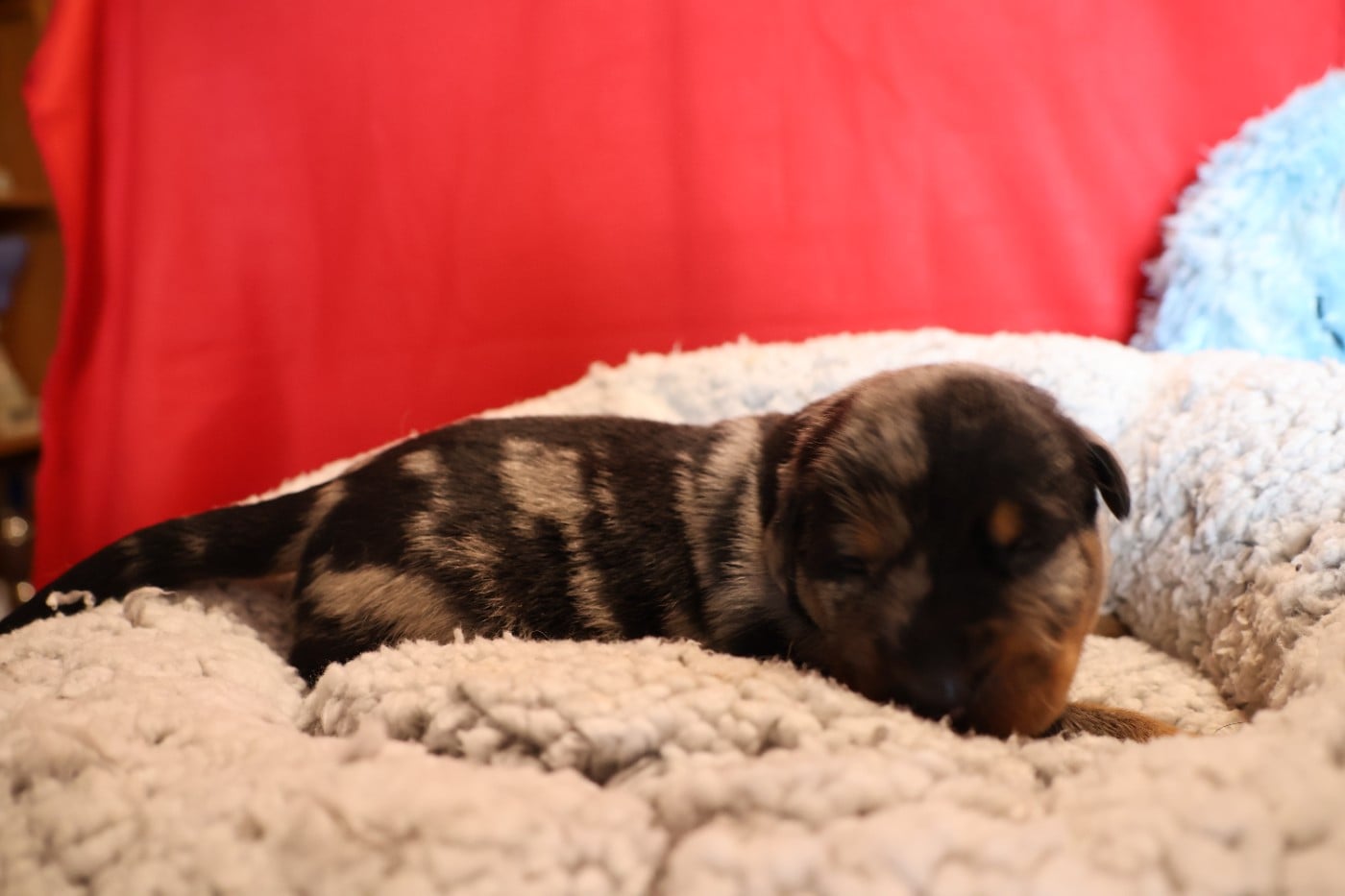 CHIOT 5 arlequin