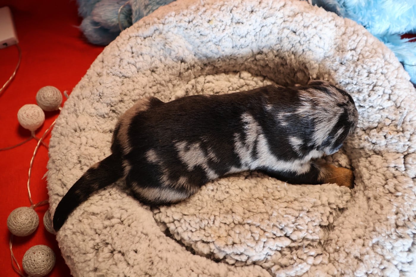 CHIOT 5 arlequin
