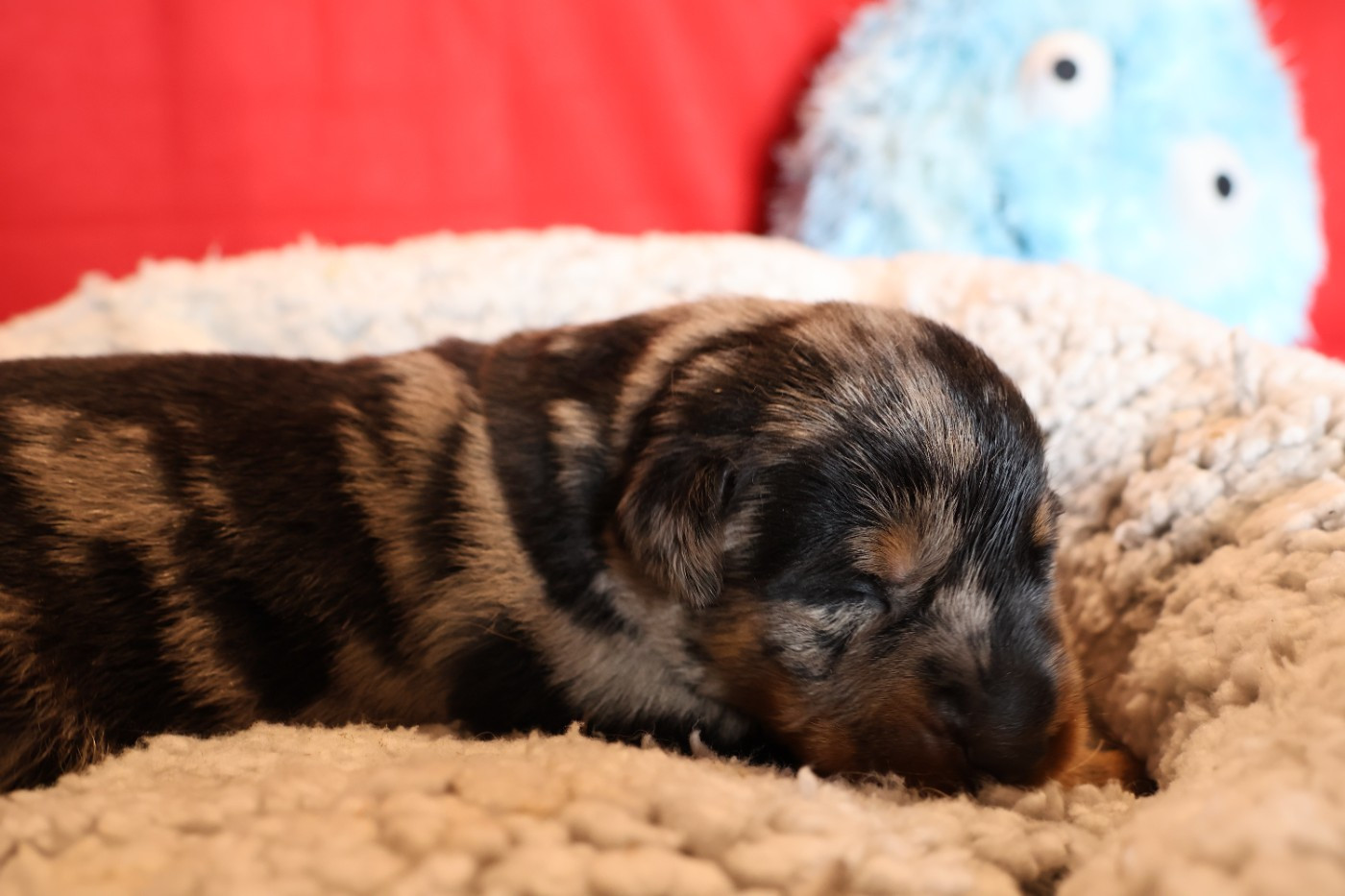 CHIOT 5 arlequin