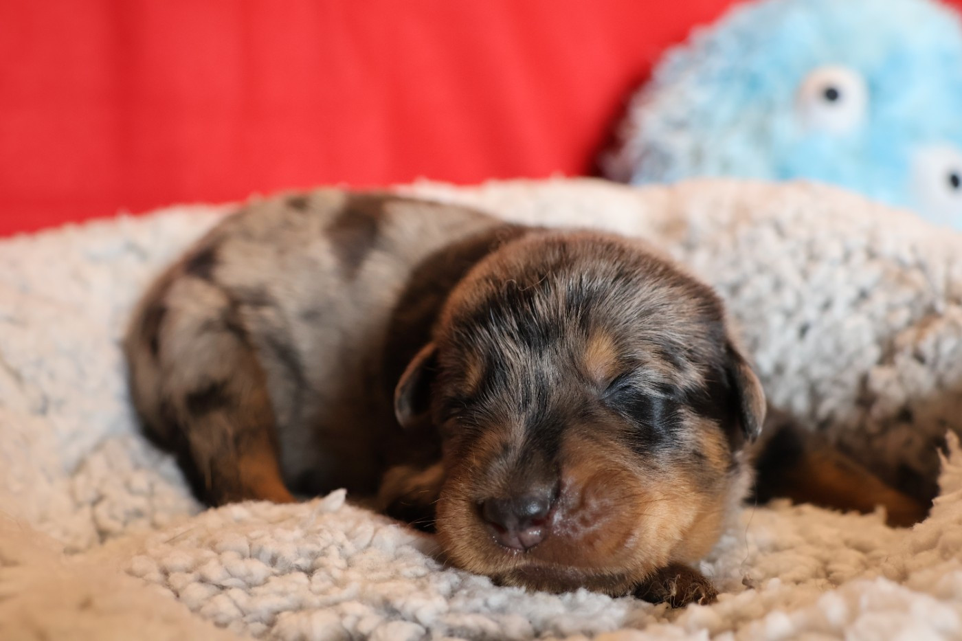 CHIOT 6 noir et feu