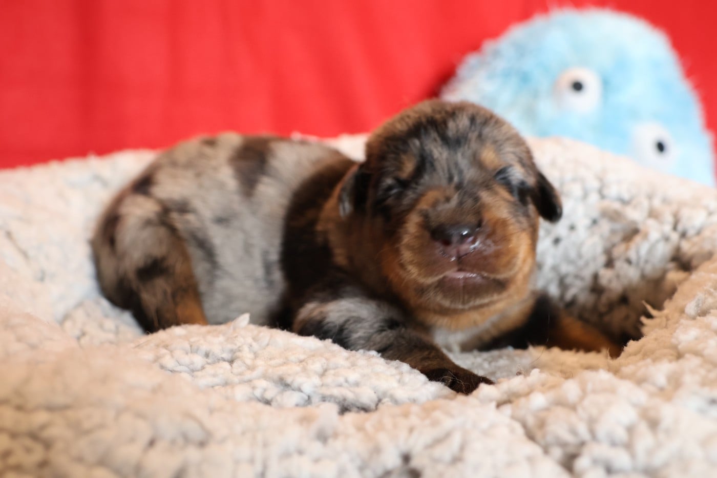CHIOT 6 noir et feu