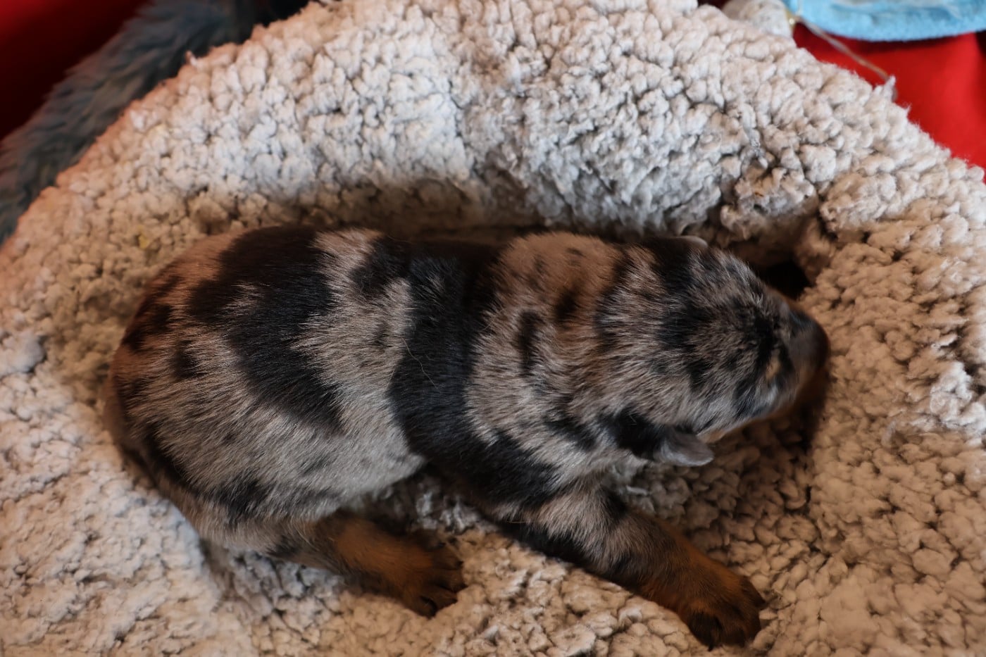 CHIOT 6 noir et feu