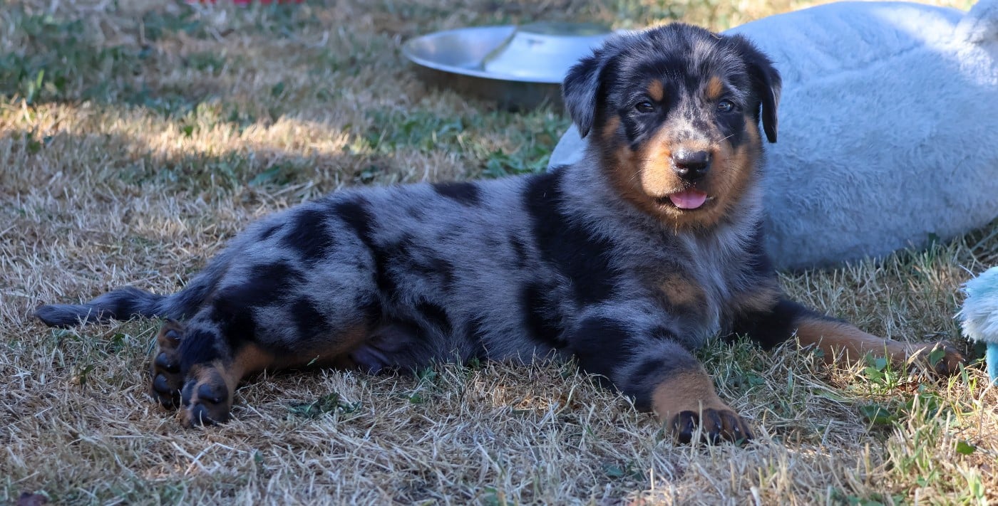 CHIOT 6 arlequin