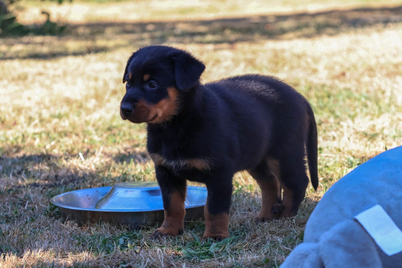 CHIOT 2 noir et feu