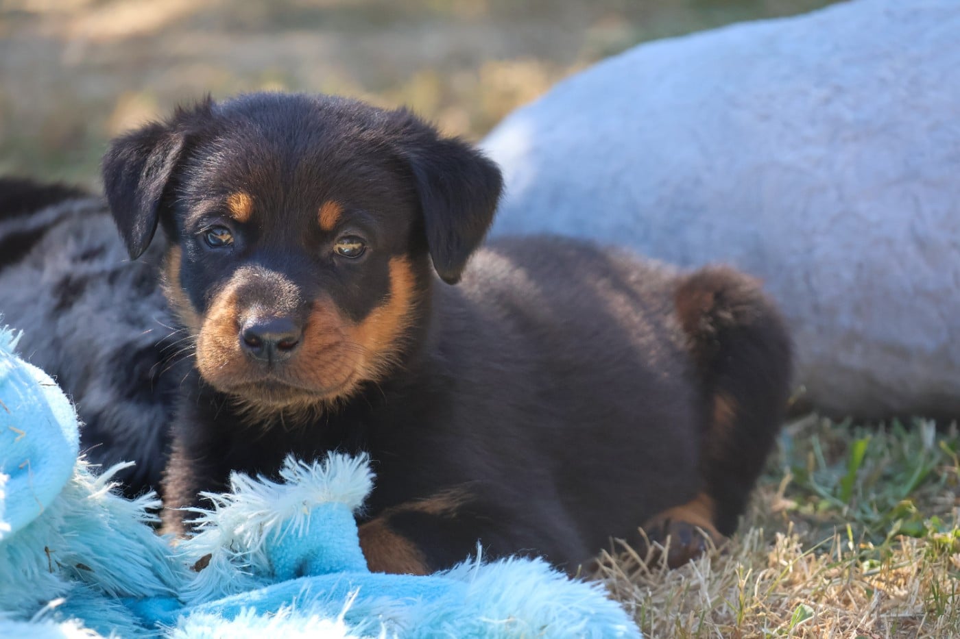 CHIOT 2 noir et feu