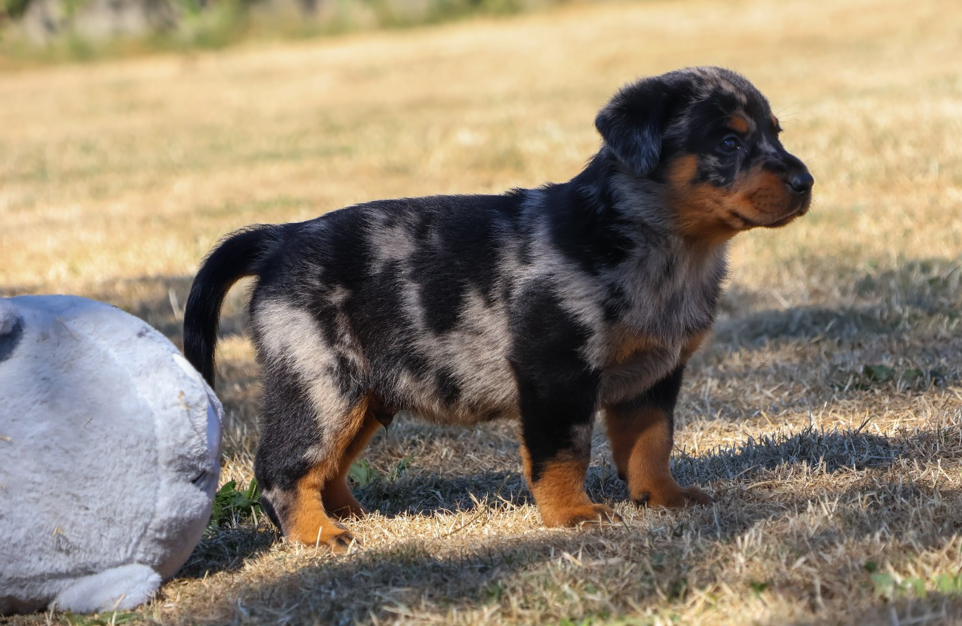 CHIOT 5 arlequin