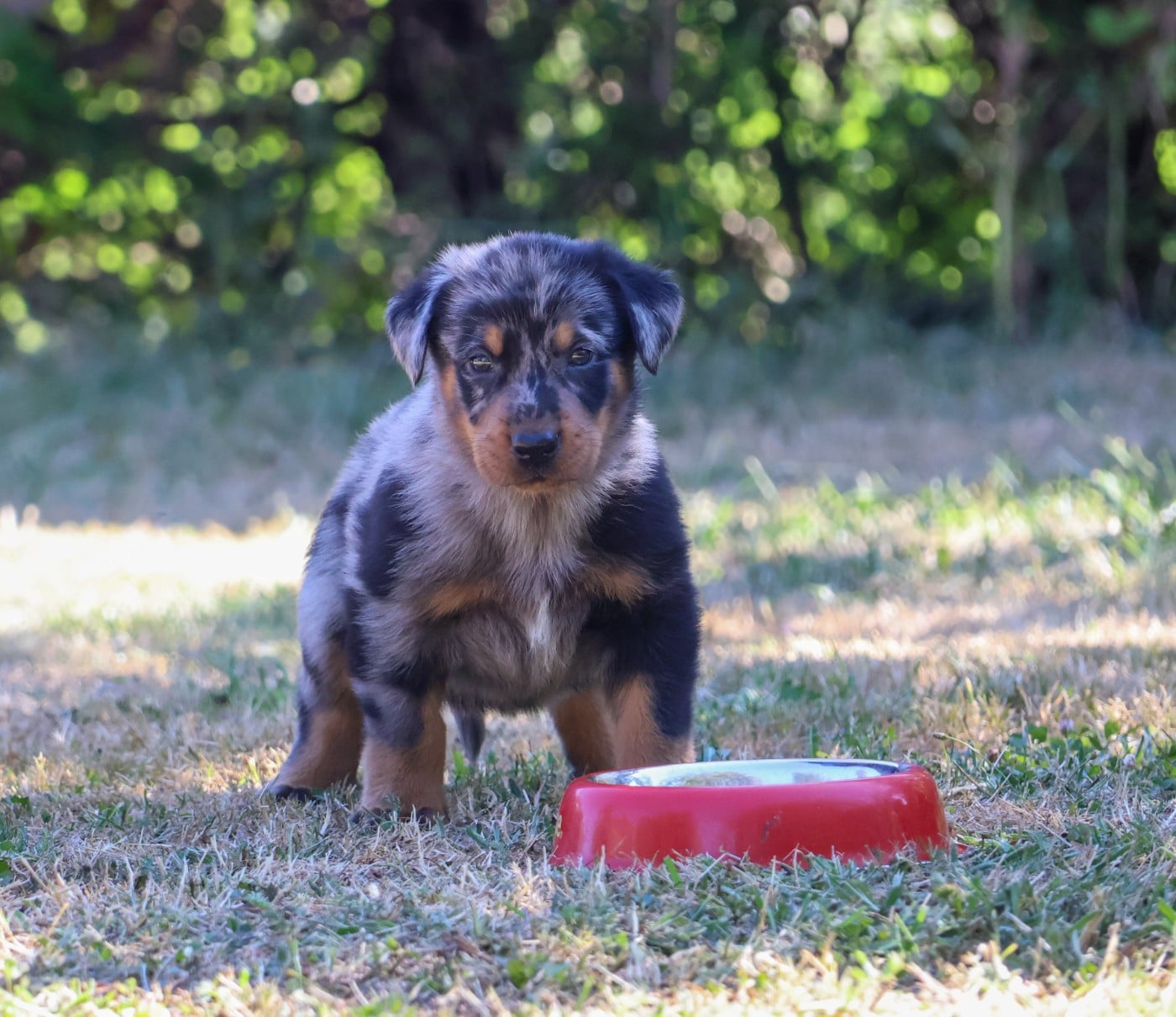 CHIOT 6 arlequin