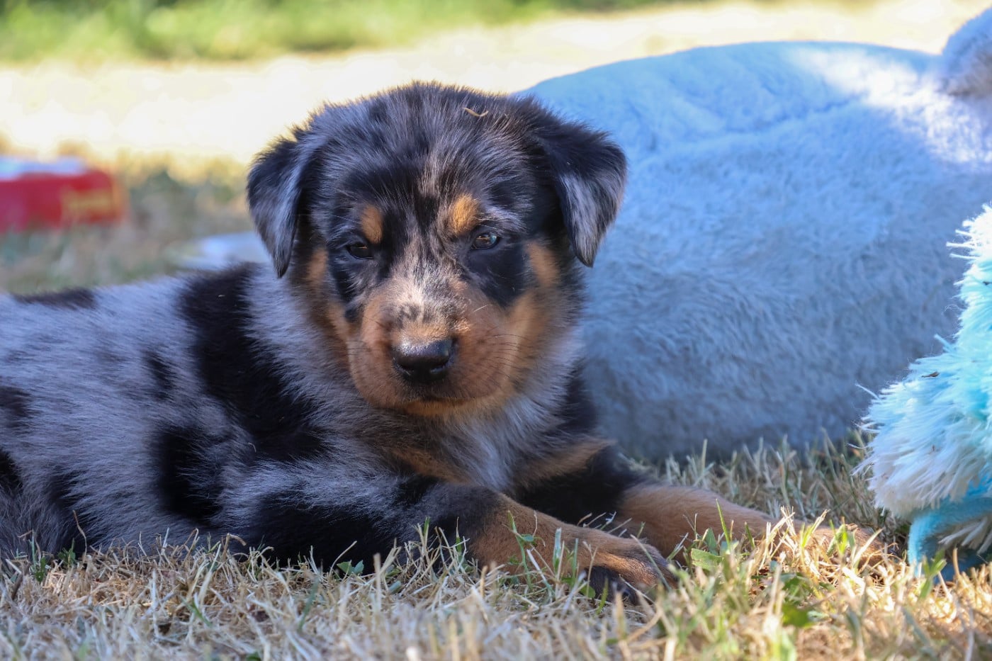 CHIOT 6 arlequin
