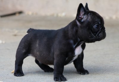 Bouledogue français