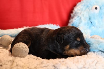 Les chiots de Berger de Beauce