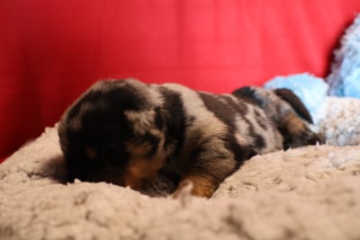 Les chiots de Berger de Beauce