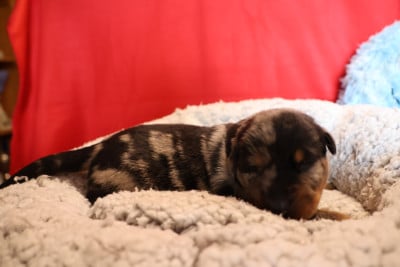 Les chiots de Berger de Beauce