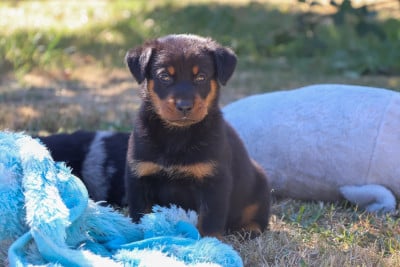 Les chiots de Berger de Beauce