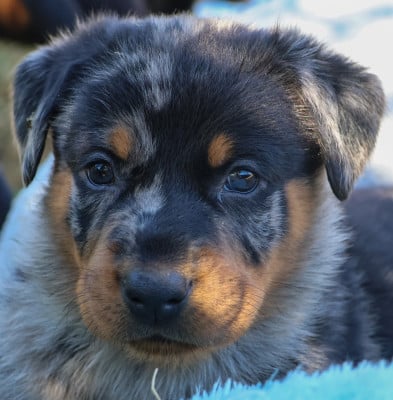 Les chiots de Berger de Beauce