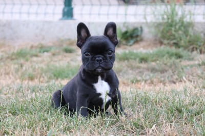 Les chiots de Bouledogue français