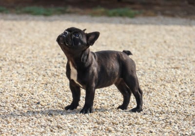 Les chiots de Bouledogue français