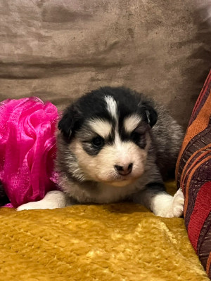 Les chiots de Chien finnois de Laponie