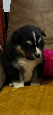 Les chiots de Chien finnois de Laponie