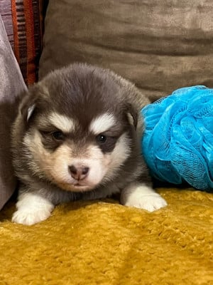 Les chiots de Chien finnois de Laponie